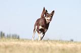 WORKING KELPIE 086